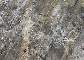 Ice explorations with Owls. (8)