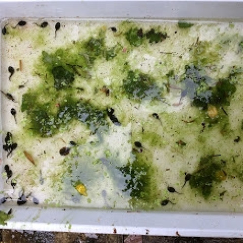 School Pond (1)