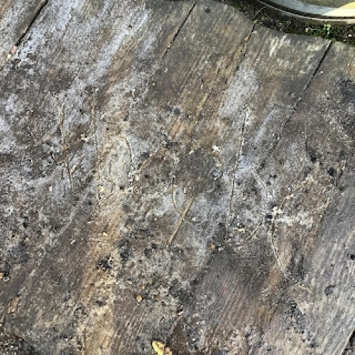 Ice explorations with Owls. (8)